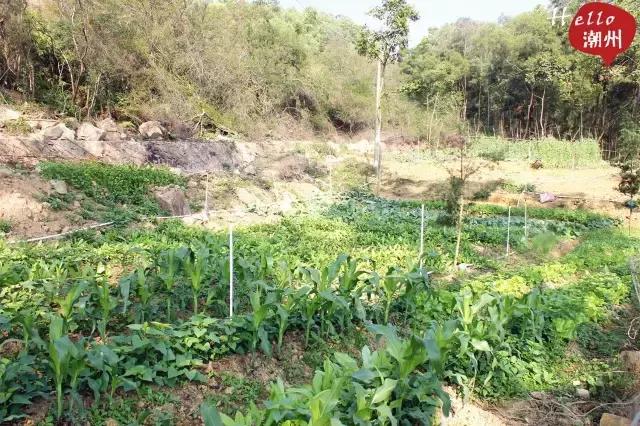 潮州好玩的农庄推荐,2022年潮州哪个农庄好玩