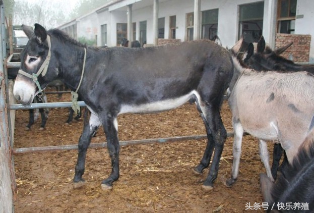 山东养驴基地的驴苗价格,驴苗一只多少钱养驴风险大不大