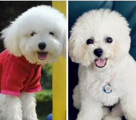 购买宠物狗注意事项和细节有哪些,这几种狗狗千万别丢掉否则会牺牲