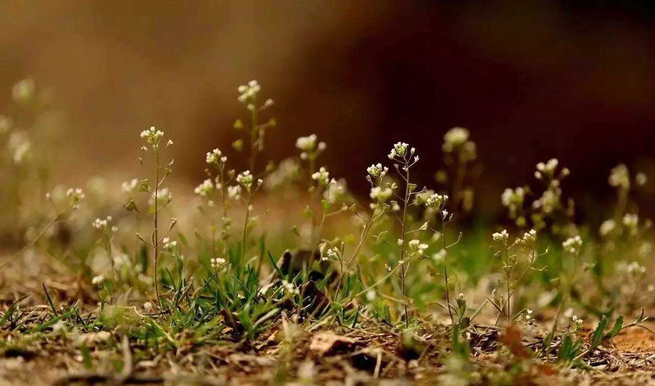 本草纲目中的荠菜,本草纲目荠菜图片