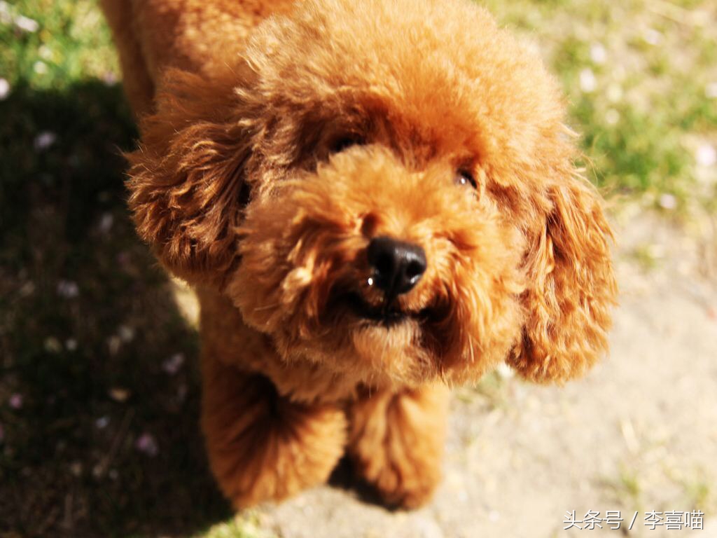 泰迪犬的市场价格和购买时应该注意的事