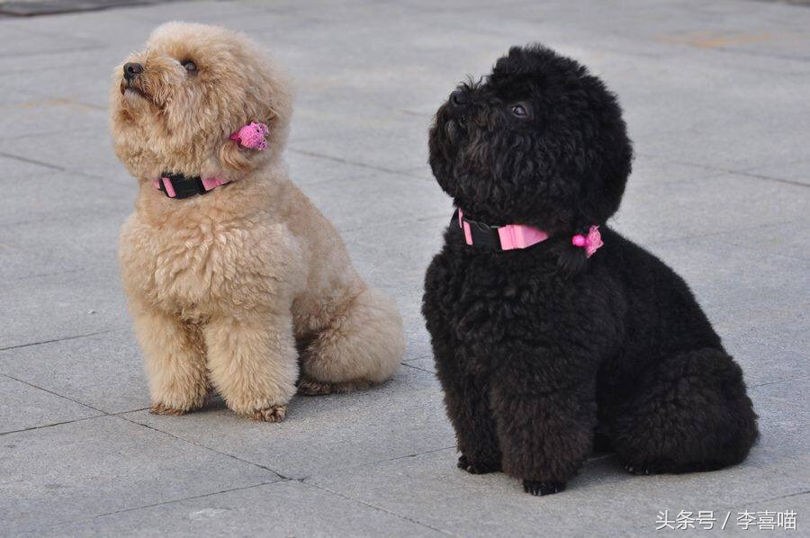 泰迪犬的市场价格和购买时应该注意的事