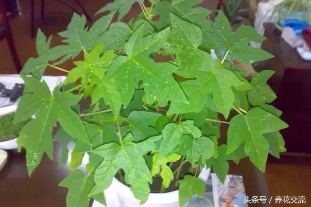 木瓜树盆栽几年能结果,盆栽木瓜树苗几年可以结果