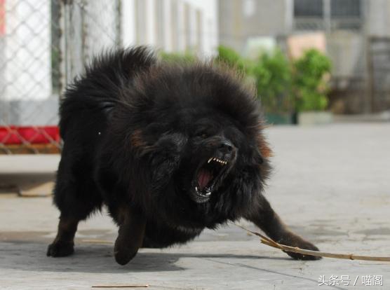 最近世界十大猛犬排行榜介绍,最近世界十大猛犬排行榜
