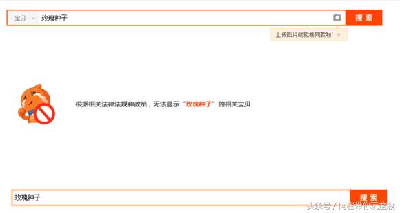 网购的小玫瑰盆栽能养活吗,网购收到玫瑰盆栽记得这样操作