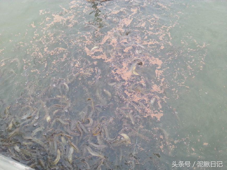泥鳅养殖技术与投资,泥鳅是沉型还是浮型
