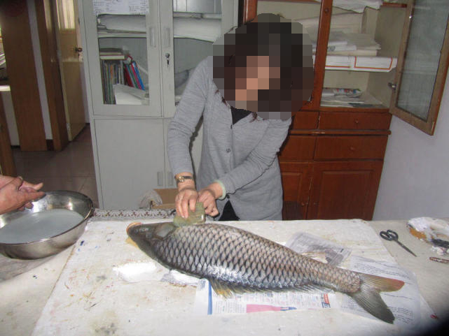 钓获巨鲤,钓巨型大鱼被伤