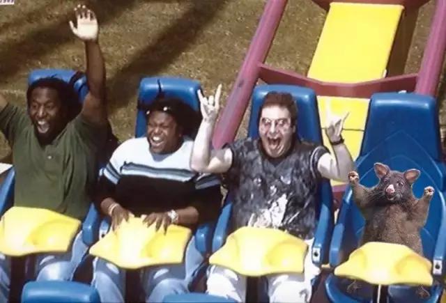 新西兰负鼠是什么,新西兰负鼠