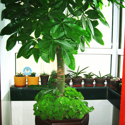 发财树怎么养才要浇水,发财树需要怎么浇水