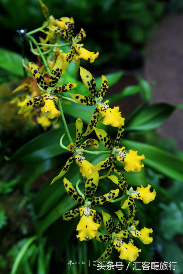 汇客厅2020,狮城新加坡旅游掠影