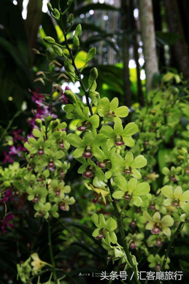 汇客厅2020,狮城新加坡旅游掠影