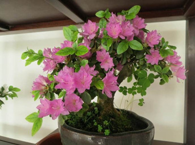 杜鹃花盆栽的注意事项和禁忌,杜鹃花盆栽土壤微湿还需要浇水吗