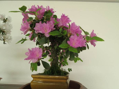 杜鹃花盆栽的注意事项和禁忌,杜鹃花盆栽土壤微湿还需要浇水吗