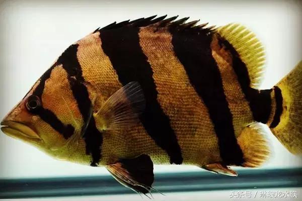 虎鱼要怎么养才长得快,虎鱼如何养出球虎