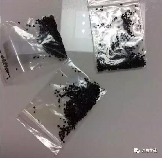 网购多肉种子,怎么判断多肉种子的真假