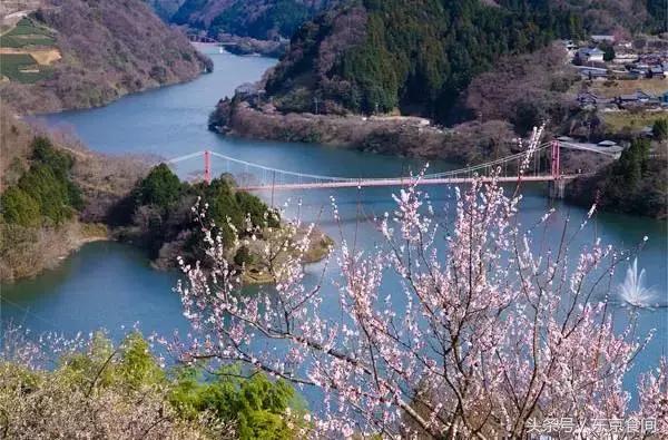 春节去日本赏樱花哪个岛最合适,冬季去日本怎样赏樱花