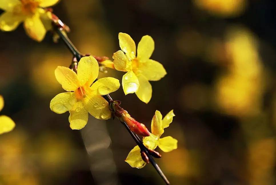 《本草》植物志之迎春花：大禹的眼泪化作的报春信使