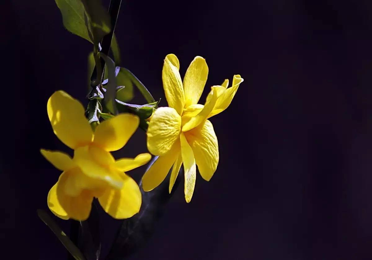 《本草》植物志之迎春花：大禹的眼泪化作的报春信使