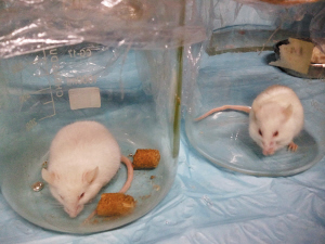 海洋之王作用,传说中的海洋之王