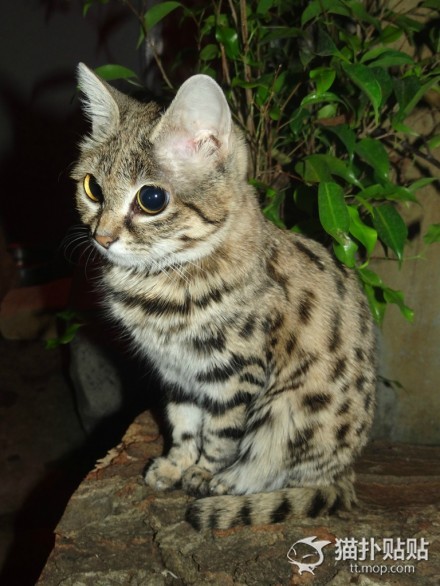 一天能吃六顿饭的猫,一天能吃半斤肉吗