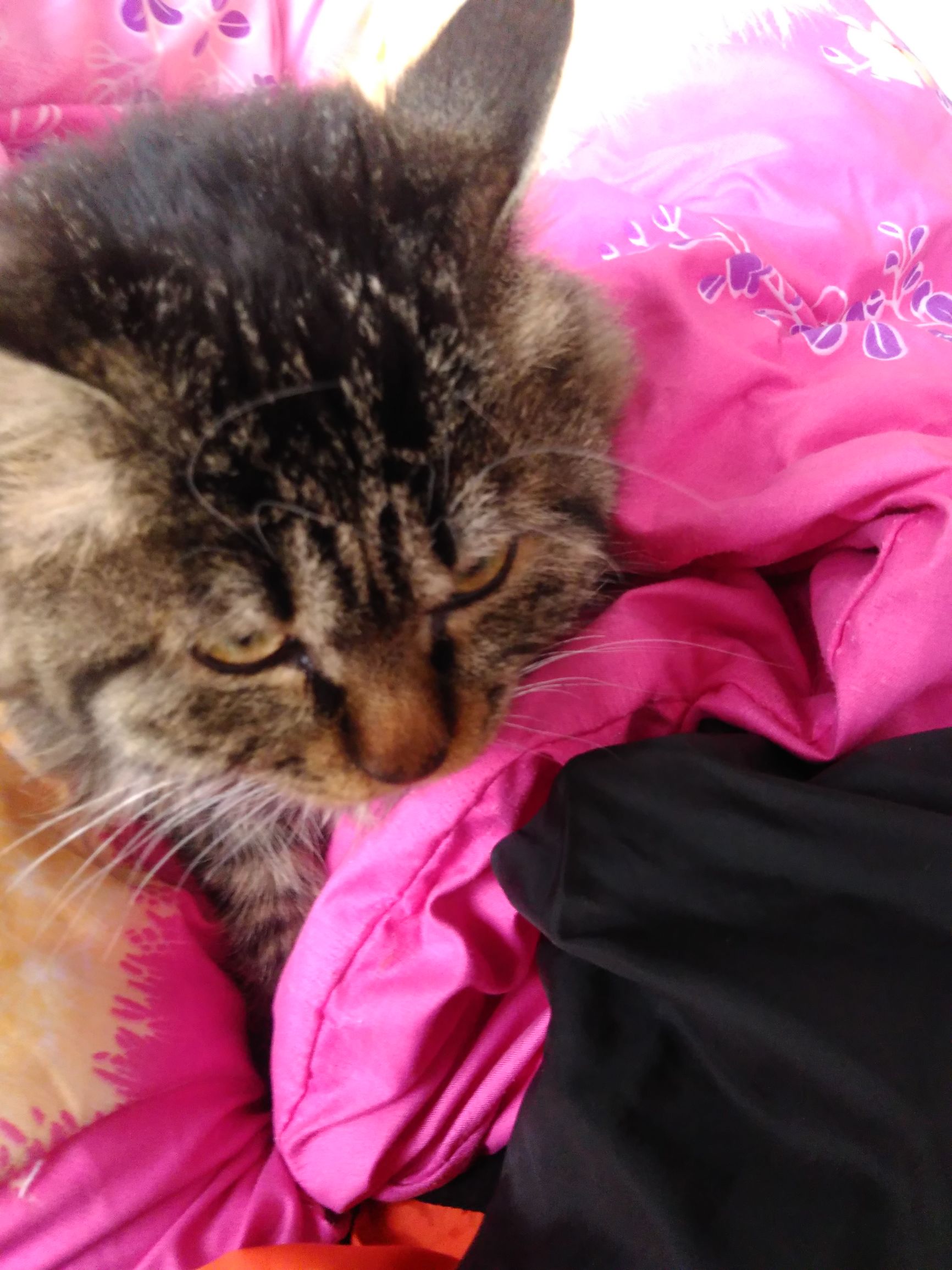 养了个假狗会怎么样,养了一只假猫真的不好吗