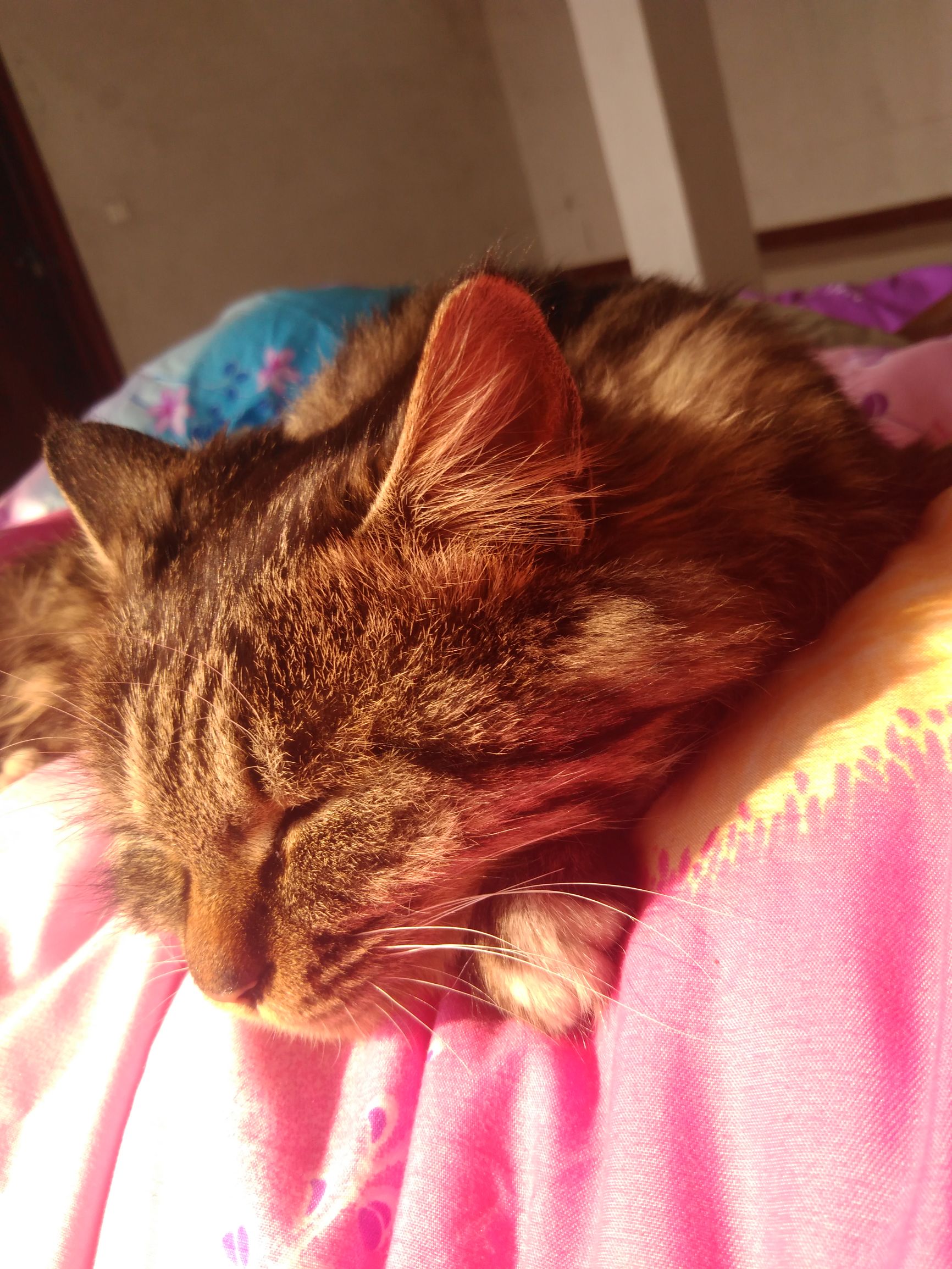 养了个假狗会怎么样,养了一只假猫真的不好吗