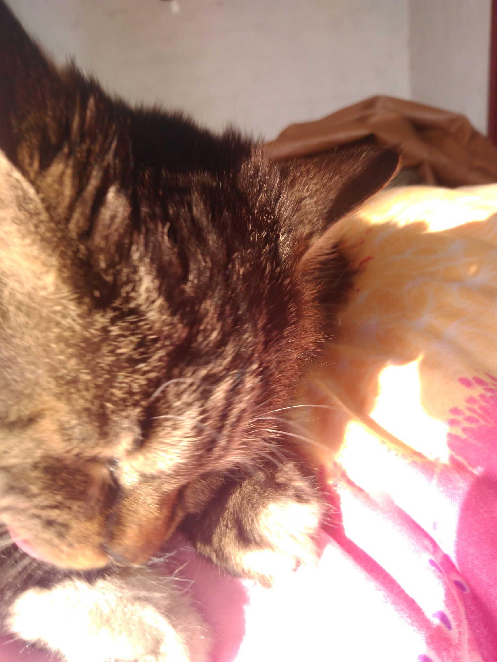 养了个假狗会怎么样,养了一只假猫真的不好吗