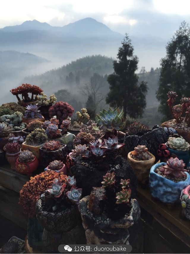 关于多肉植物的国画,多肉山水画