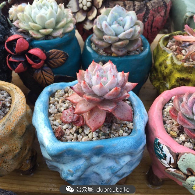 关于多肉植物的国画,多肉山水画