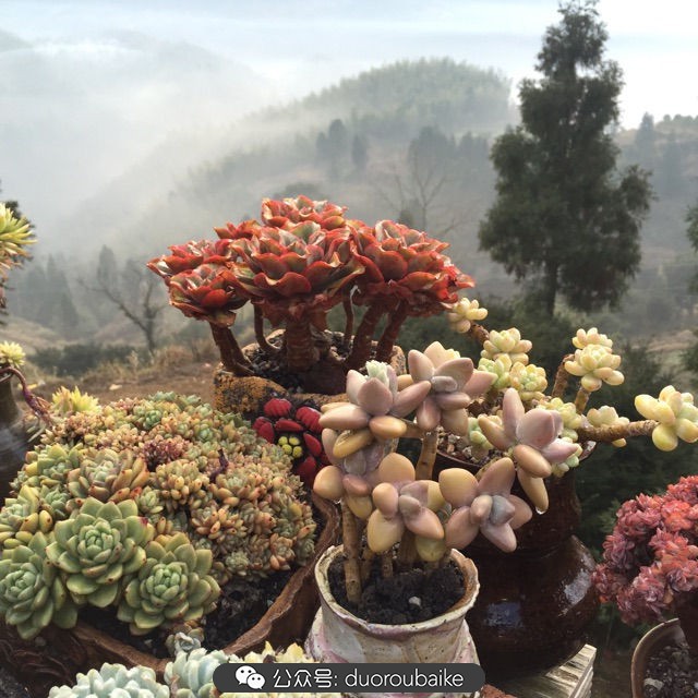 关于多肉植物的国画,多肉山水画