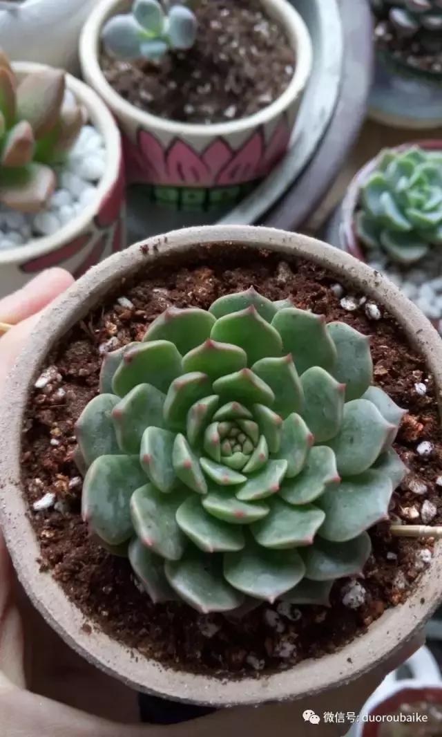 效果感人的多肉对比：终于等到你，还好我没放弃！