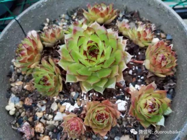 效果感人的多肉对比：终于等到你，还好我没放弃！