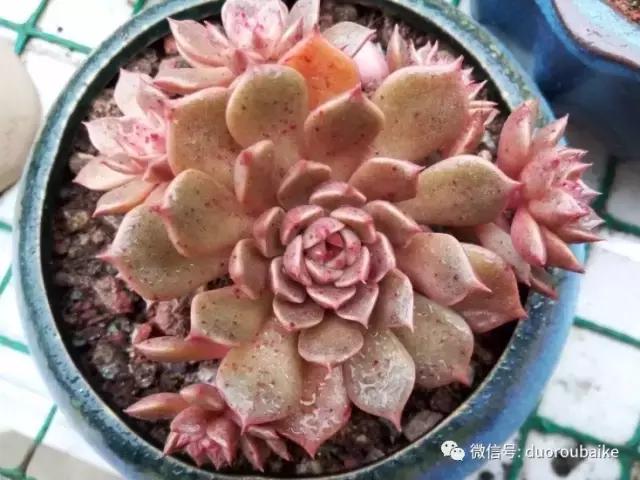 效果感人的多肉对比：终于等到你，还好我没放弃！