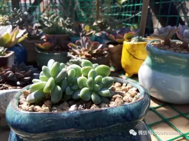 效果感人的多肉对比：终于等到你，还好我没放弃！