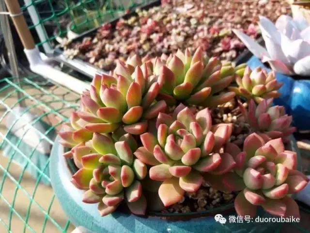 效果感人的多肉对比：终于等到你，还好我没放弃！