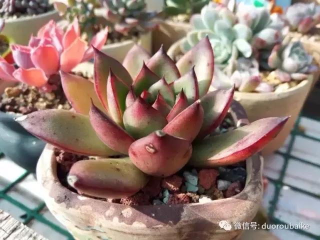 效果感人的多肉对比：终于等到你，还好我没放弃！