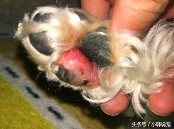狗狗为啥不擦干容易得脚气,狗狗得了脚气能治好吗