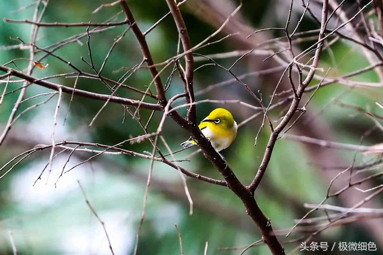 微信群发拜年祝福语怎么发,微信拜年群发