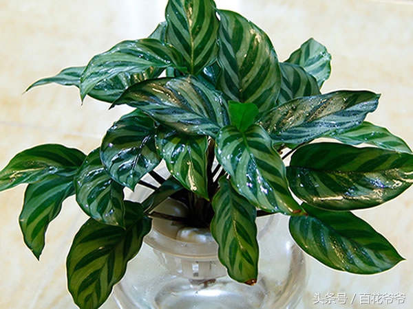 吸甲醛最好的植物哪种排名第一,新装修的房子养什么植物去甲醛