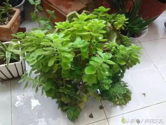 养花肥皂水可灭虫吗,养花杀虫用什么办法好用