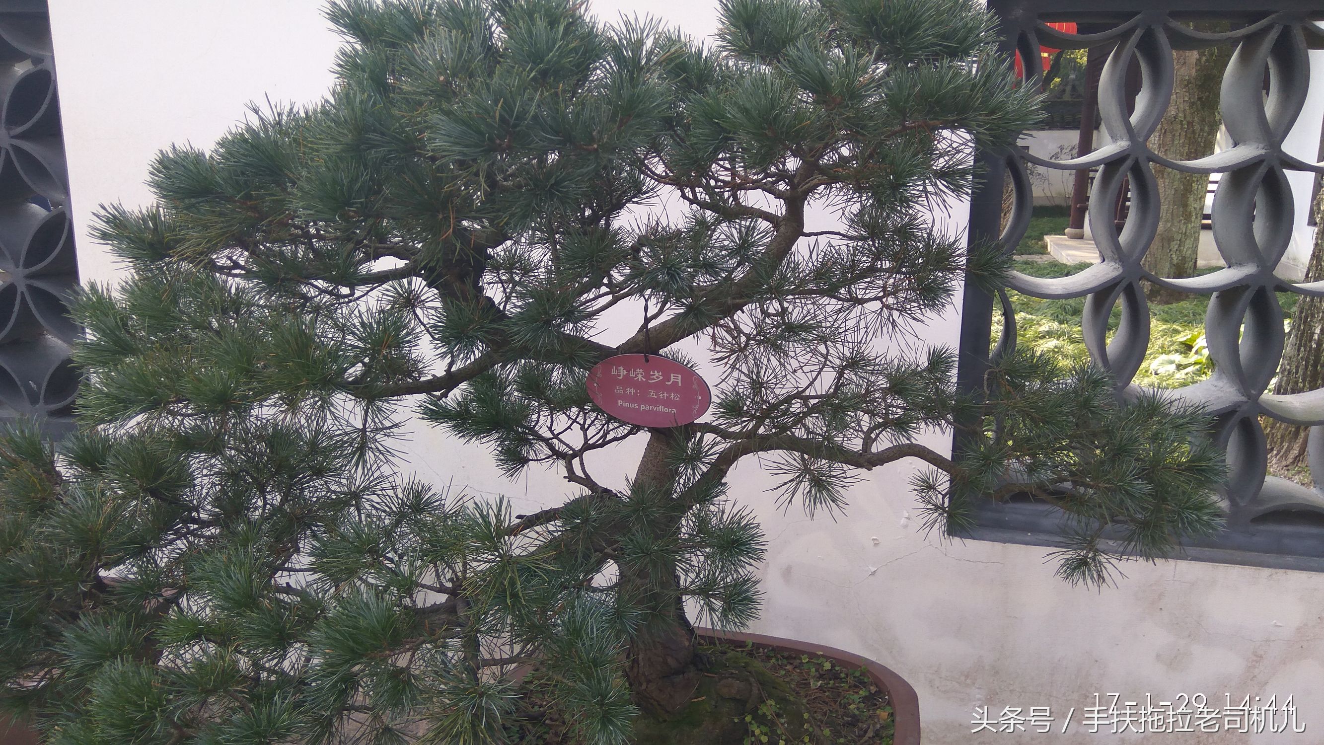 松江醉白池旅游攻略,松江醉白池免费时段