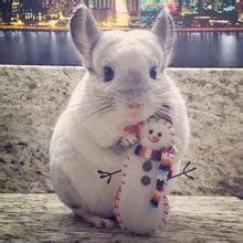 龙猫饲养技术书籍,龙猫饲养空间布置