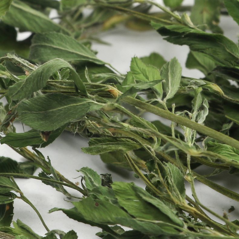 龙猫饲养技术书籍,龙猫饲养空间布置