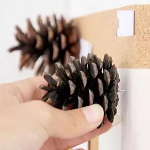 原来松果还可以这么美,原来红杉树也可以很美