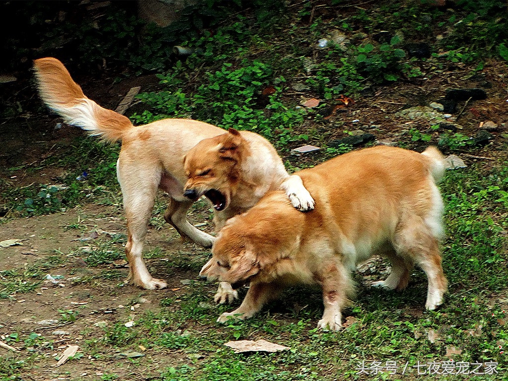 一只令无数人羡慕的小狗的故事,一条通人性而又忠诚的狗的故事