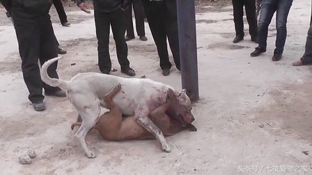 一只令无数人羡慕的小狗的故事,一条通人性而又忠诚的狗的故事