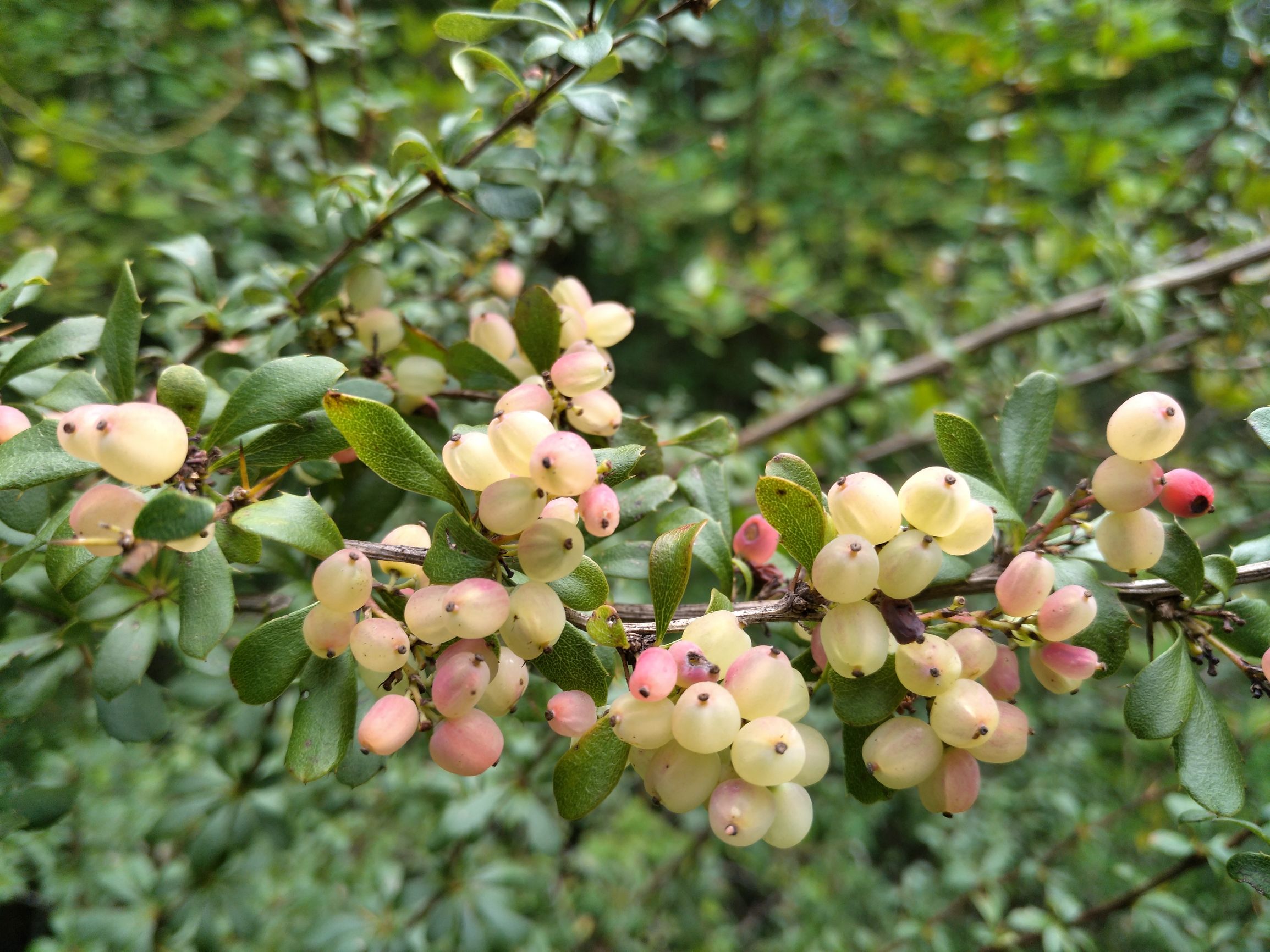 宁夏到陕西的沿途旅游,从宁夏自驾游到重庆多长时间