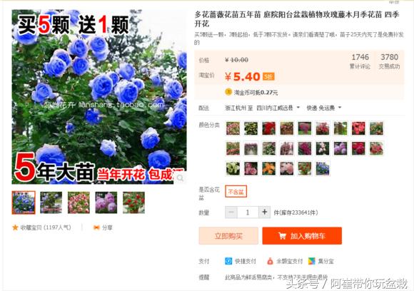 网购的小玫瑰盆栽能养活吗,网购收到玫瑰盆栽记得这样操作