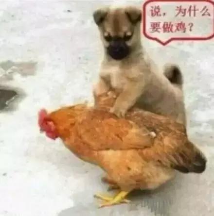 各大牌鸡年限定,外国人对鸡看法