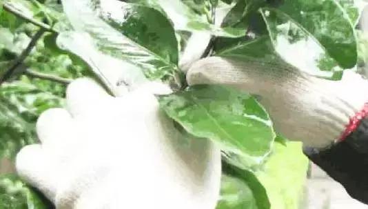 养花盆里各种花怎么修剪,要想养好花只需三种方法